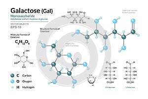 Galactose. Gal. Monosaccharide. Structural Chemical Formula and Molecule 3d Model. C6H12O6. Atoms with Color Coding. Vector