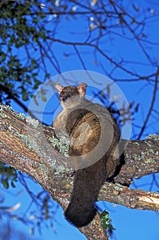 GALAGO A QUEUE TOUFFUE otolemur crassicaudatus