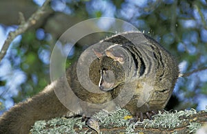 GALAGO A QUEUE TOUFFUE otolemur crassicaudatus