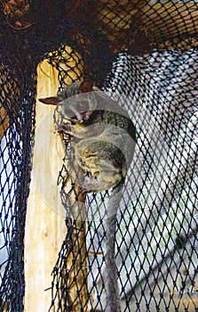 Galagos, also known as bush babies or nagapies, are small nocturnal primates