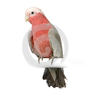Galah