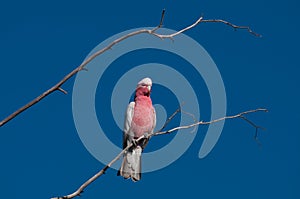 Galah