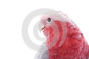 Galah