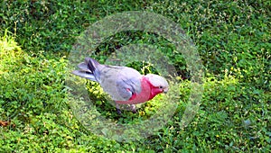 The galah, also known as the pink and grey cockatoo or rose-breasted cockatoo,