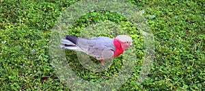 The galah, also known as the pink and grey cockatoo or rose-breasted cockatoo,