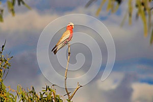 Galah basking in the last sun rays