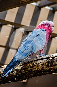 Galah bird