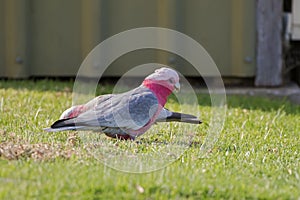 Galah bird Rose breasted cockatoo roseate bird with pink fac