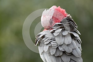 A Galah cockatoo diligently preening its fluffed up feathers