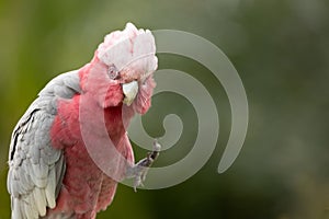 A galah cockatoo raising its foot to scratch its neck