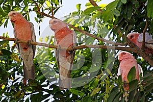 Galah Cockatoos - Cacatua roseicapilla, Kakadu National Park, No