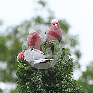 Galah cockatoos eating