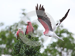 Galah cockatoos in tree, Australian wildlife