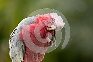 A Galah cutely scratching an itch on its face