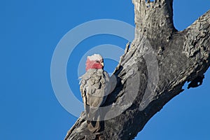 Galah on dead tree trunk