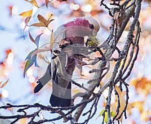 Galah eating from tree