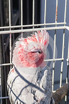 Galah Eolophus roseicapilla