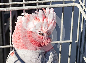 Galah Eolophus roseicapilla