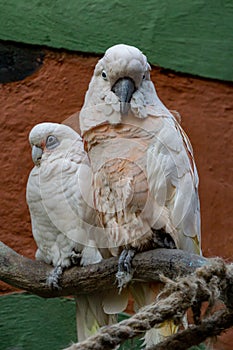 The galah Eolophus roseicapilla, also known as the pink and grey cockatoo