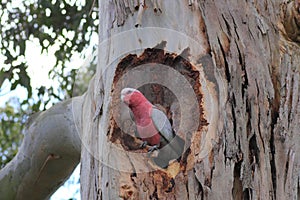 Galah in gum tree hollow, Australian wildlife photo
