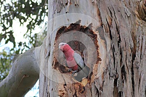 Galah in gum tree hollow, Australian wildlife