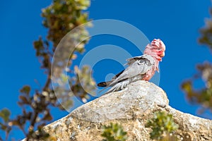 Galah parrot