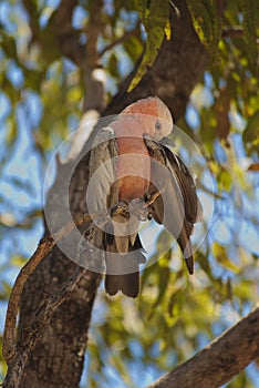 Galah parrot, Australia