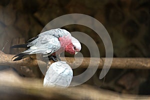 Galah Parrot (Eolophus roseicapilla) - Playful Pink Plumage Down Under