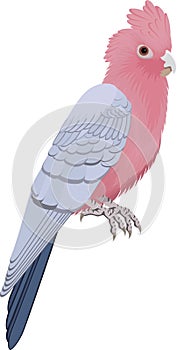 The galah parrot, pink and grey cockatoo - vector