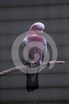 Galah parrots photo