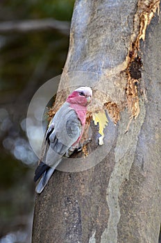 Galah perched on a tree on Kangaroo Island