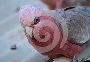 Galah portrait close up