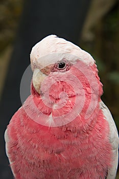 Galah, Rose-Breasted Cockatoo (Eolophus roseicapilla) macro