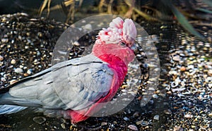 Galah a rose breasted cockatoo, popular pet in aviculture, portrait of a tropical bird from Australia