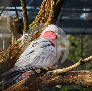 Galah, A rose breasted cockatoo sitting on a tree branch in the aviary, popular pet in aviculture, Tropical bird from Australia
