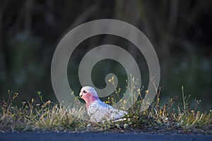 Galah walking along the side of the road