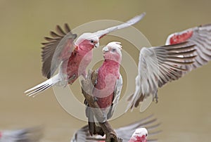 Galahs