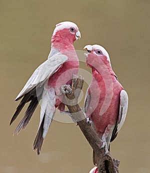 Galahs photo