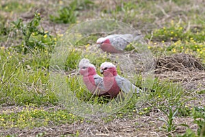 Galahs foraging for food on the ground in a field