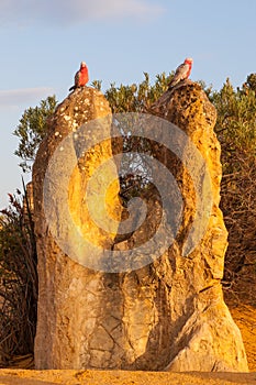 Galahs on a Pinnacle