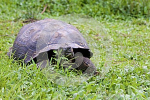 Galalpagos Giant Tortoise  833841