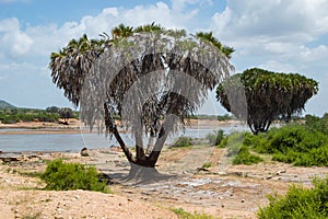 Galana River, Tsavo East photo