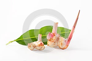 Galangal