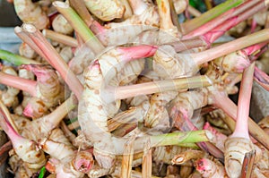 Galangal