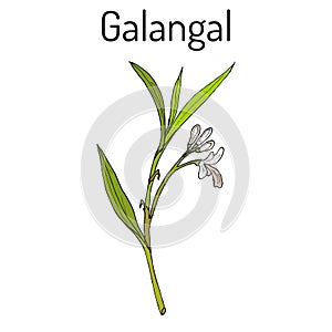 Galangal Alpinia officinarum , medicinal plant