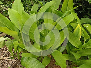 Galangal clumps