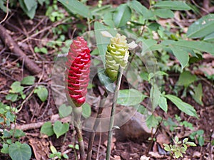 Galangal flower in Thailand