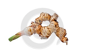 Galangal root isolated against a white background