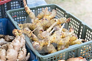 Galangals in local market