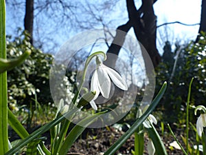 Galanthus